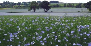 Field of linseed growing in South of England