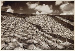 Flax drying for linen fibre