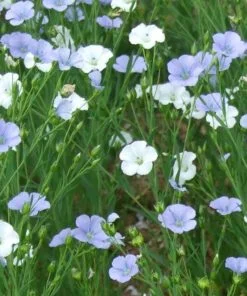 Linseed can have white flowers as well as the usual blue flax flowers