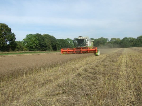 Flax harst modern 1-600x450