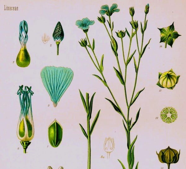 Both linseed and flax are varieties of Linum usitatissimum