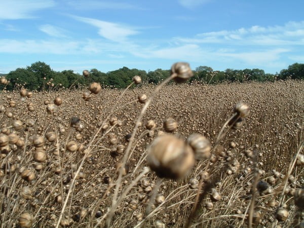 Field of ripe linseed and seedheads
