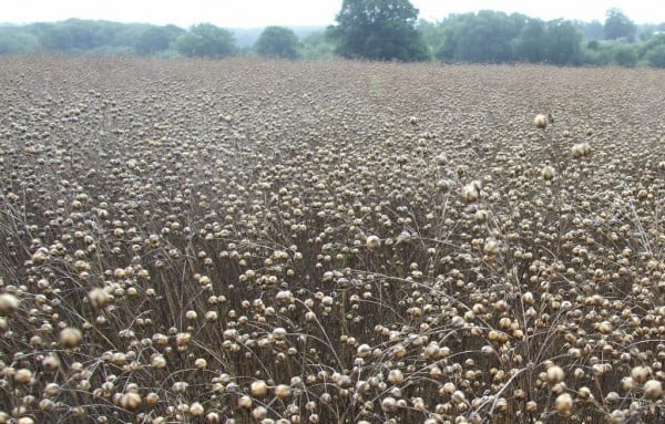 A field of ripe linseed