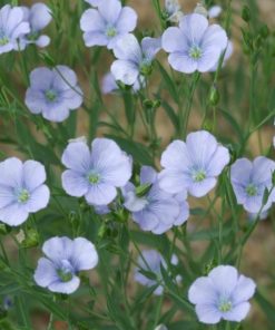 flax-linseed-blue-flowers