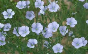 flax-linseed-blue-flowers