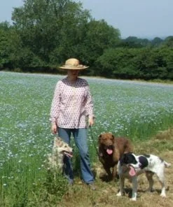 Dogs and field of linseed