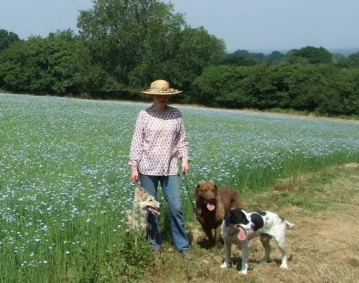 Dogs and field of linseed