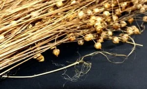 Flax fibres before processing into linen. In the foreground a broken stem shows the fine linen fibres beginning to separate out.