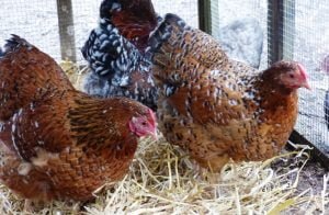 My Wyandotte millefleur chickens doing well on the linseed oil omega-3 winter booster,