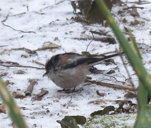 Long-tailed tit on the linseed winter booster
