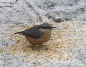 Nuthatch enjoying winter omega-3 booster with linseed flax seed oil.