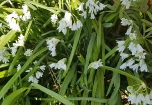 Three cornered leek, Allium triquetrum an alternative to wild garlic