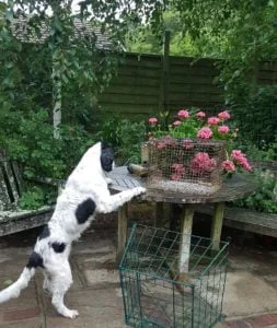 Cold-pressed linseed oil and quark good for dogs; joints