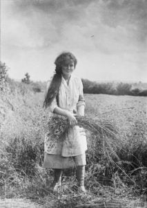 1915-1918 First world war land army girl pulling flax in Somerset